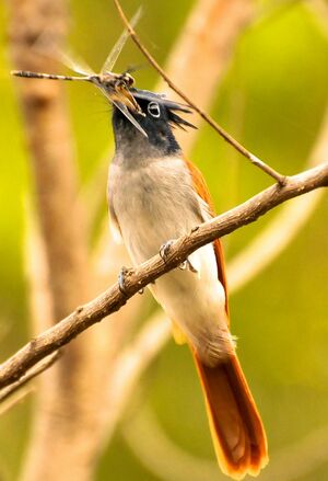 Asian Paradise Flycatcher