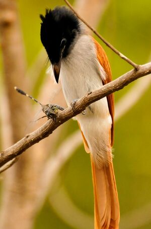 Asian Paradise Flycatcher
