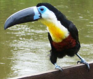 Toucan ariel