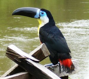 Toucan ariel
