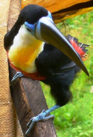Toucan ariel