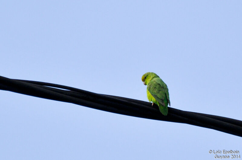 Green-rumped Parrotlet