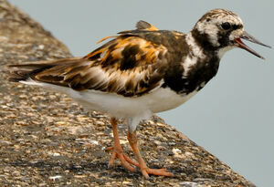Ruddy Turnstone 
&copy; Lo�c Epelboin