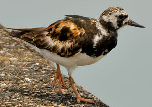 Ruddy Turnstone 
&copy; Lo�c Epelboin