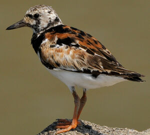 Ruddy Turnstone 
&copy; Lo�c Epelboin