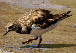 Ruddy Turnstone 
&copy; Lo�c Epelboin