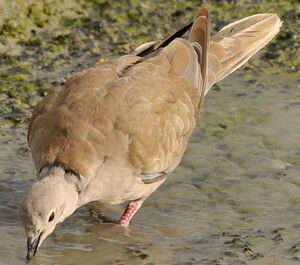 Eurasian Collared Dove 
&copy; Lo�c Epelboin