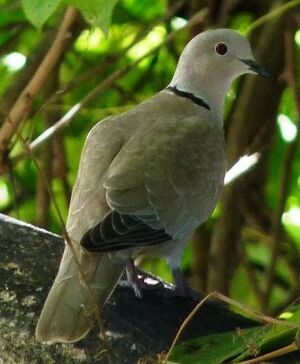 Eurasian Collared Dove 
&copy; Lo�c Epelboin