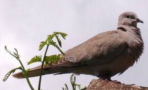 Eurasian Collared Dove 
&copy; Lo�c Epelboin