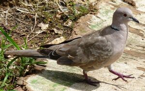 Eurasian Collared Dove 
&copy; Lo�c Epelboin