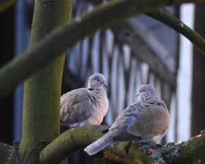 Eurasian Collared Dove 
&copy; Lo�c Epelboin