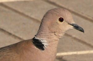Eurasian Collared Dove 
&copy; Lo�c Epelboin
