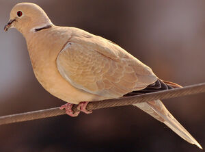 Eurasian Collared Dove 
&copy; Lo�c Epelboin