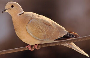Eurasian Collared Dove 
&copy; Lo�c Epelboin