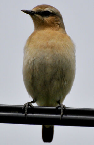 Northern Wheatear