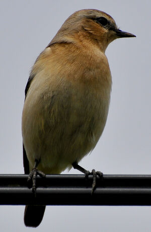 Northern Wheatear
