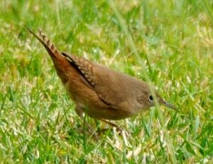 Southern House Wren