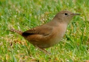 Southern House Wren