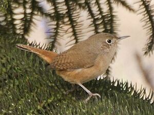 Southern House Wren
