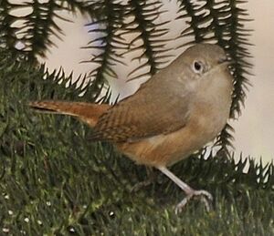 Southern House Wren