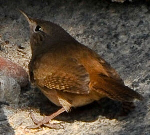 Southern House Wren