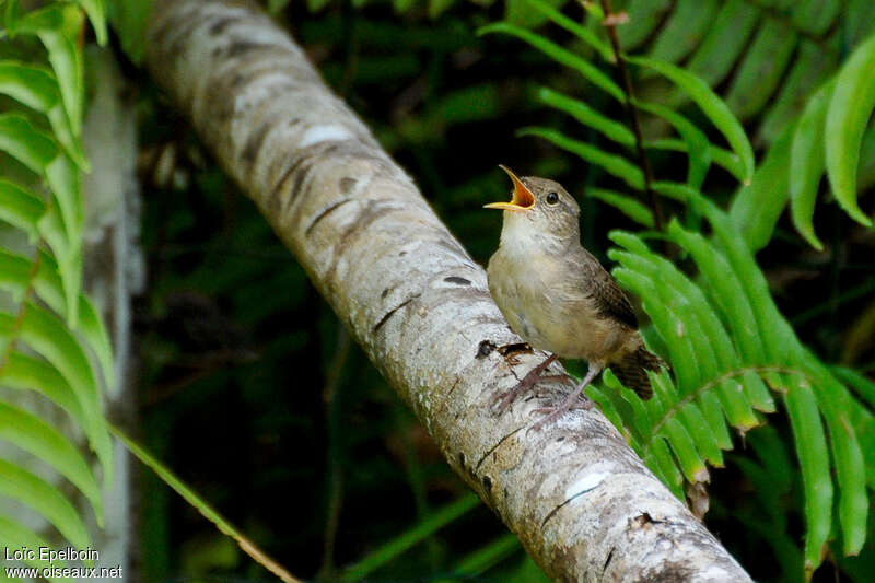 House Wren male adult, song