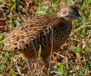 Barred Buttonquail