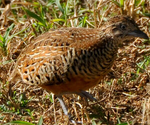 Barred Buttonquail