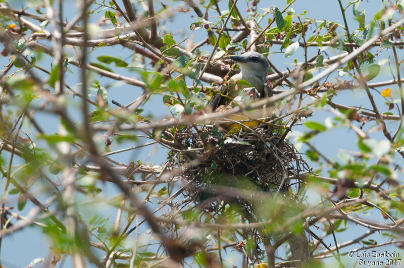 Tropical Kingbird, Reproduction-nesting