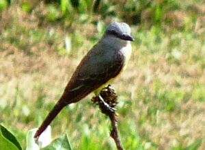Tropical Kingbird