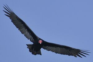 Urubu à tête rouge