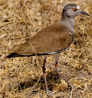 Black-winged Lapwing