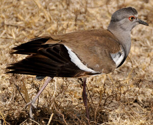 Black-winged Lapwing