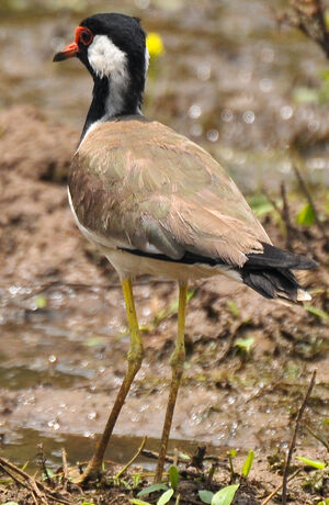 Red-wattled Lapwing