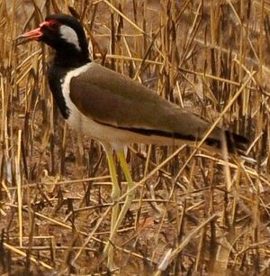 Red-wattled Lapwing