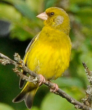 European Greenfinch 
&copy; Lo�c Epelboin