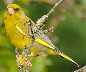 European Greenfinch 
&copy; Lo�c Epelboin