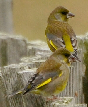 European Greenfinch 
&copy; Lo�c Epelboin