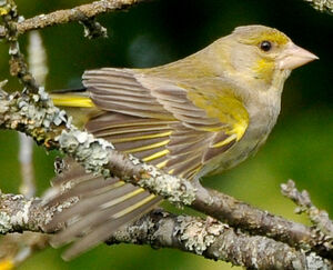 European Greenfinch 
&copy; Lo�c Epelboin