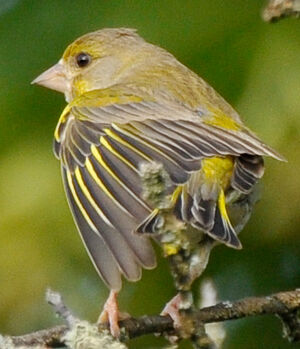 European Greenfinch 
&copy; Lo�c Epelboin