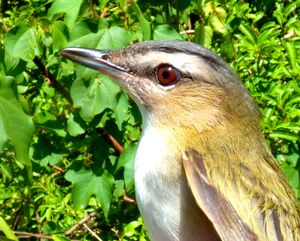 Red-eyed Vireo 
&copy; Lo�c Epelboin