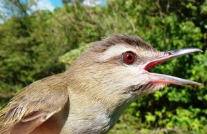 Red-eyed Vireo 
&copy; Lo�c Epelboin