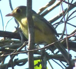Cuban Vireo