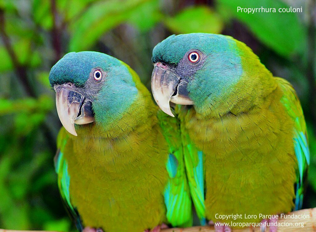 Blue-headed Macaw