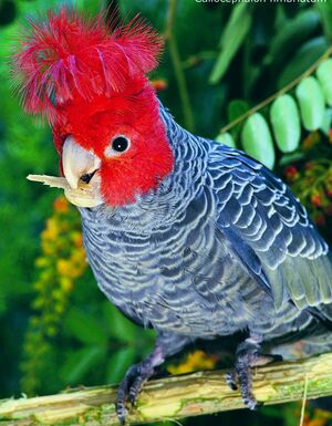 Cacato�s � t�te rouge