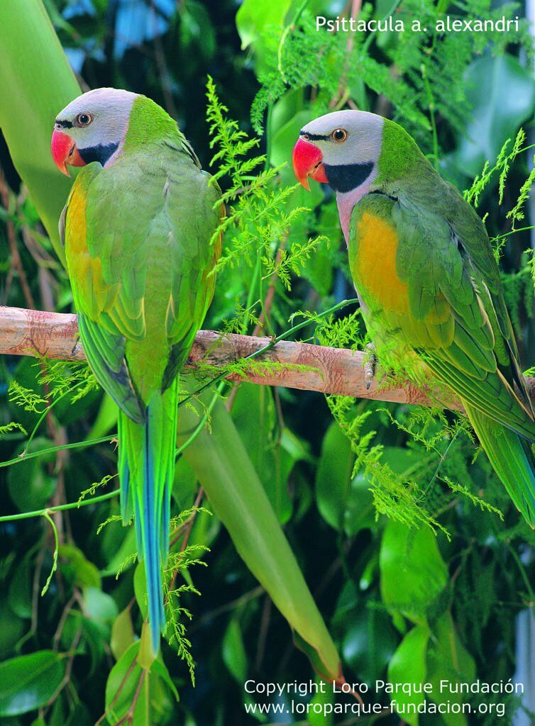 Red-breasted Parakeet