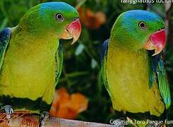 Blue-naped Parrot