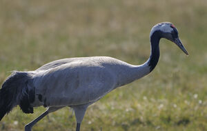 Common Crane