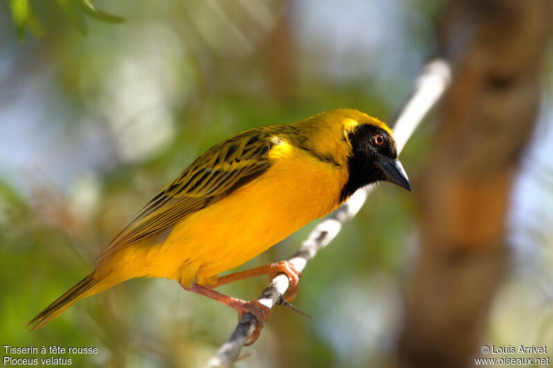 Southern Masked Weaver male