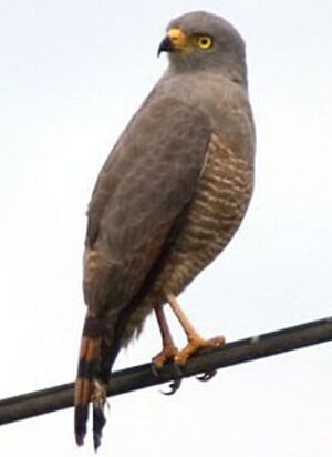 Roadside Hawk